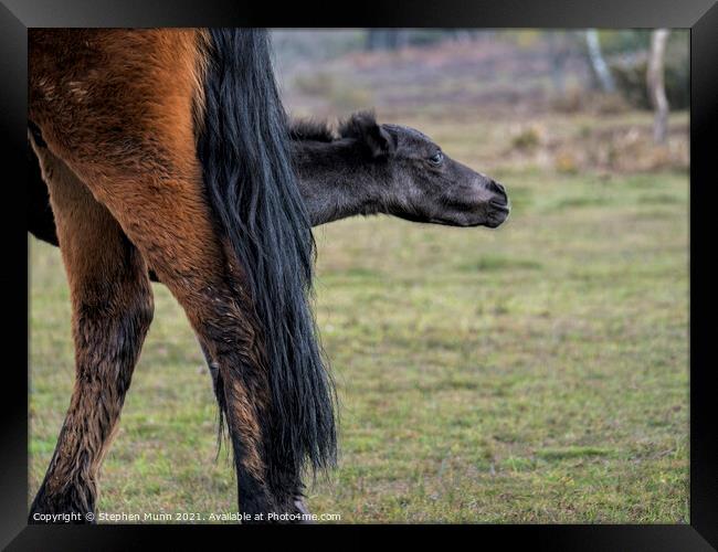 Mother pony with foal appearing behind her legs Framed Print by Stephen Munn
