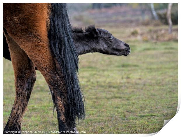 Mother pony with foal appearing behind her legs Print by Stephen Munn