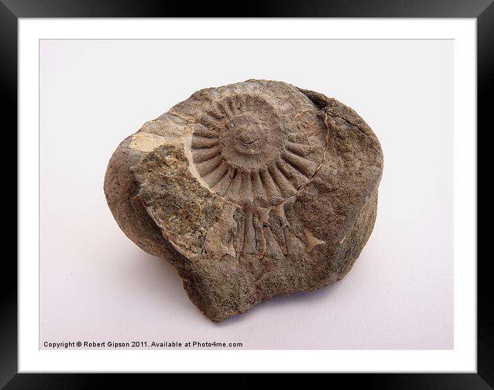 Ammonite fossil Framed Mounted Print by Robert Gipson