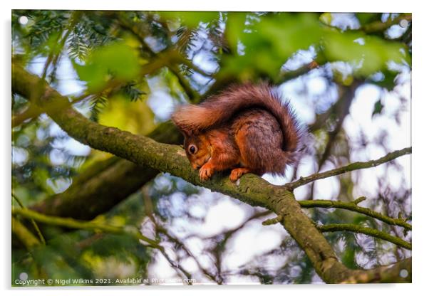 Red Squirrel Acrylic by Nigel Wilkins