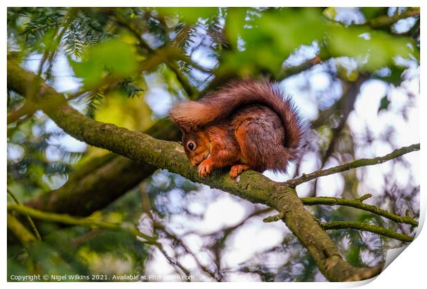 Red Squirrel Print by Nigel Wilkins
