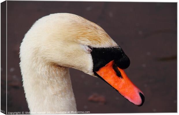 Chilled Out Swan Canvas Print by Stephen Hamer
