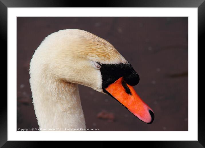 Chilled Out Swan Framed Mounted Print by Stephen Hamer