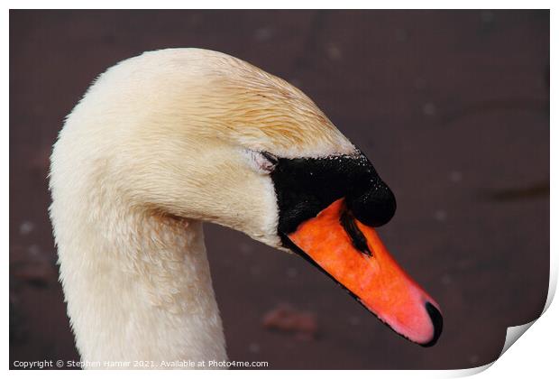 Chilled Out Swan Print by Stephen Hamer