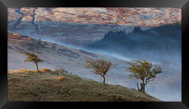 Three trees Framed Print by Rory Trappe