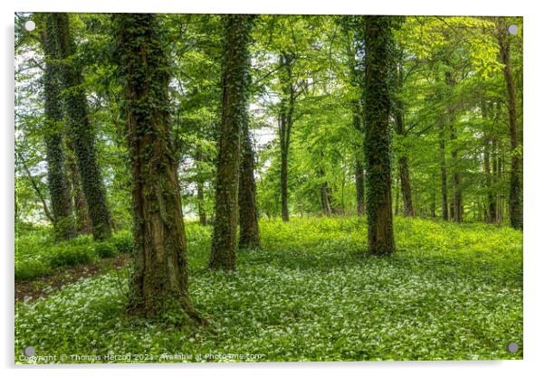 Wild garlic forest  Acrylic by Thomas Herzog