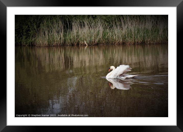 Graceful Swan Framed Mounted Print by Stephen Hamer