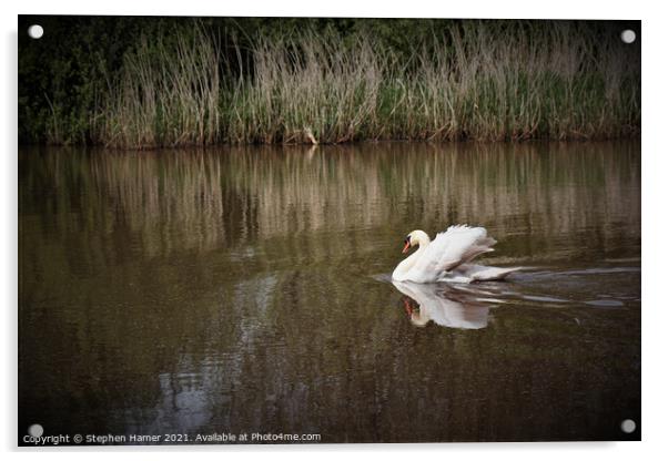 Graceful Swan Acrylic by Stephen Hamer