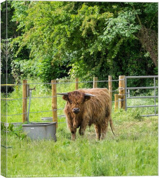 Highland Cow on Lush Green Grass Canvas Print by Allan Bell