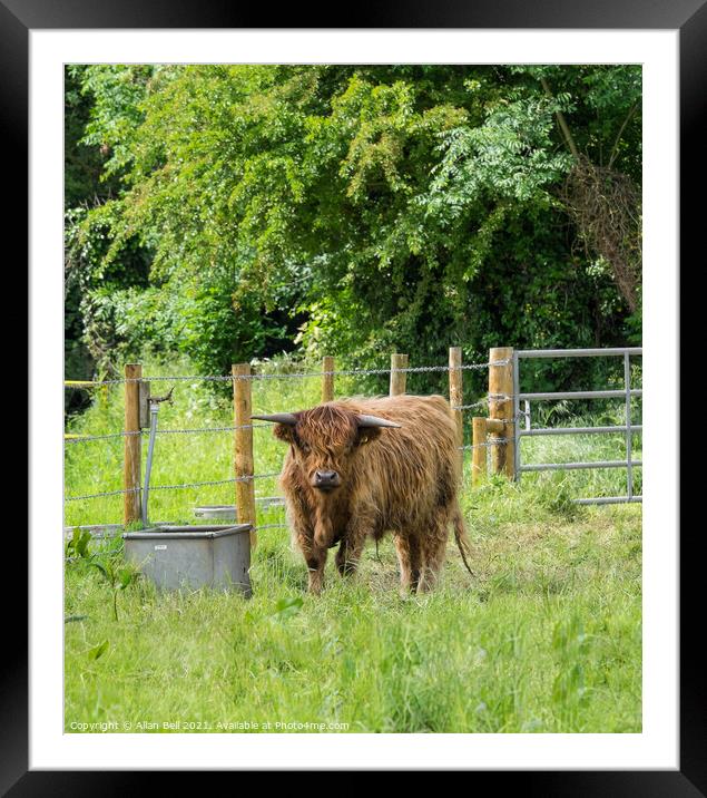 Highland Cow on Lush Green Grass Framed Mounted Print by Allan Bell