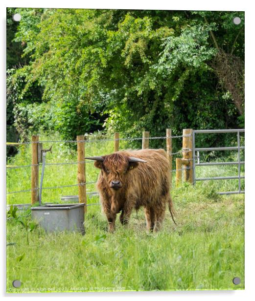 Highland Cow on Lush Green Grass Acrylic by Allan Bell