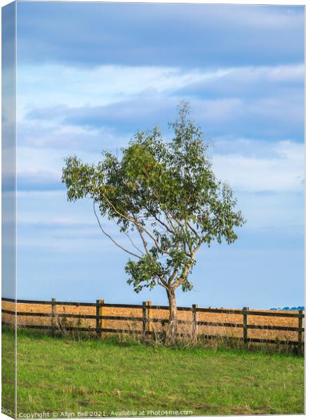 Lonely Tree Canvas Print by Allan Bell