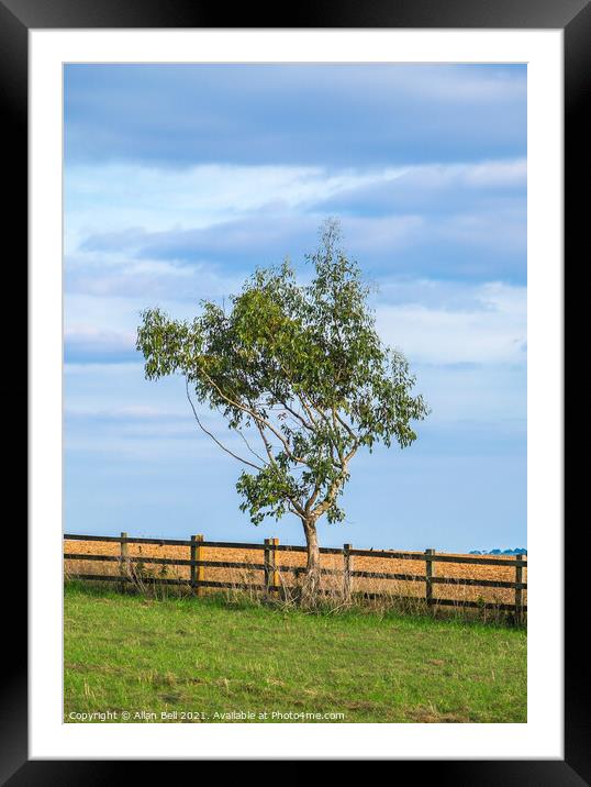 Lonely Tree Framed Mounted Print by Allan Bell
