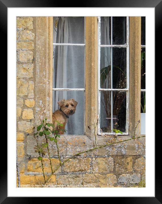 Little doggy in the Window Framed Mounted Print by Allan Bell