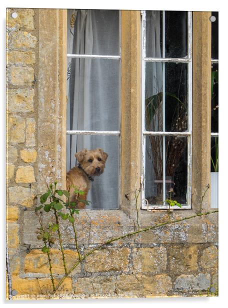 Little doggy in the Window Acrylic by Allan Bell