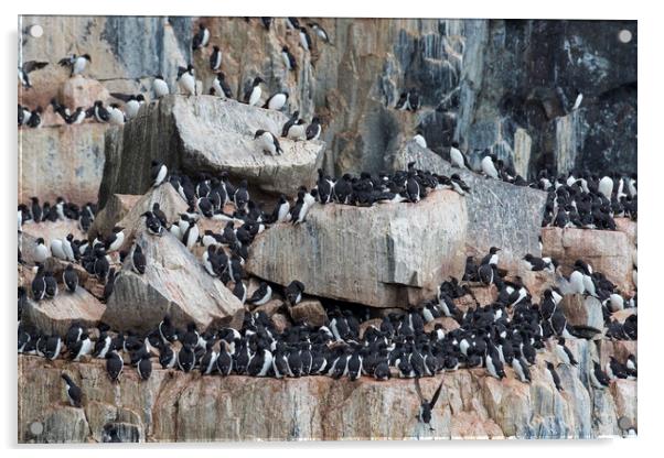 Guillemots Nesting in Sea Cliff Acrylic by Arterra 