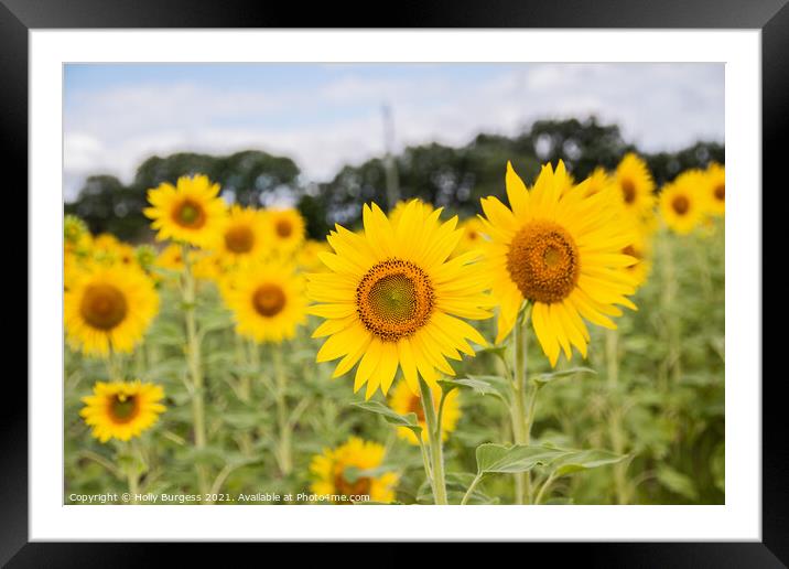 Sunflowers,  Framed Mounted Print by Holly Burgess