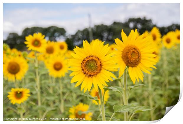 Sunflowers,  Print by Holly Burgess