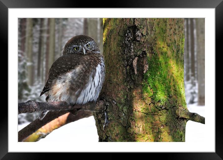 Eurasian Pygmy Owl in Winter Framed Mounted Print by Arterra 