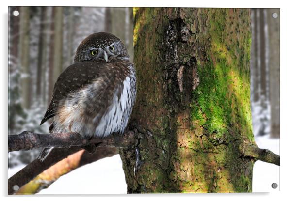 Eurasian Pygmy Owl in Winter Acrylic by Arterra 
