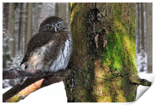 Eurasian Pygmy Owl in Winter Print by Arterra 