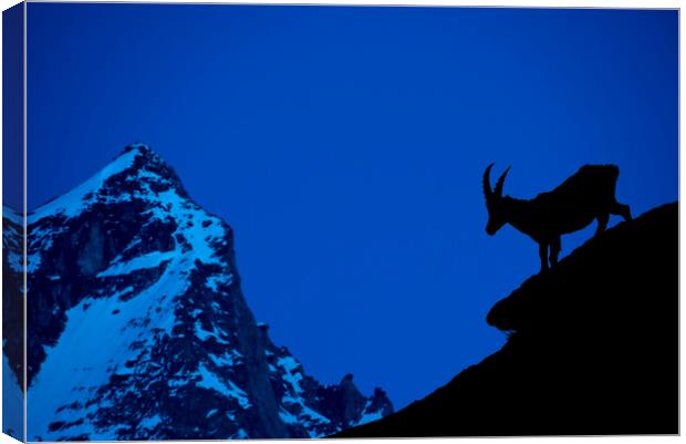 Alpine Ibex Silhouette at Dusk Canvas Print by Arterra 
