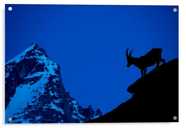 Alpine Ibex Silhouette at Dusk Acrylic by Arterra 