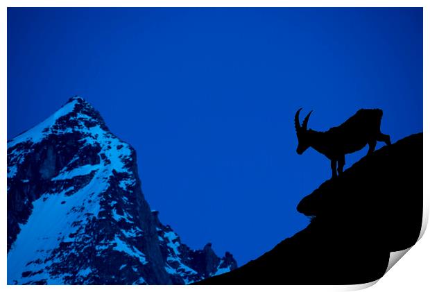 Alpine Ibex Silhouette at Dusk Print by Arterra 