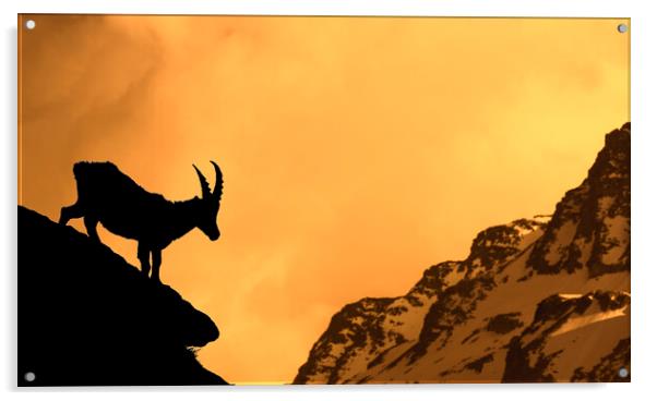 Alpine Ibex Silhouette at Sunset Acrylic by Arterra 