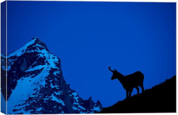 Chamois Silhouette at Dusk in the Alps Canvas Print by Arterra 