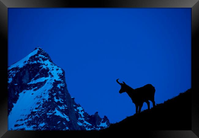 Chamois Silhouette at Dusk in the Alps Framed Print by Arterra 