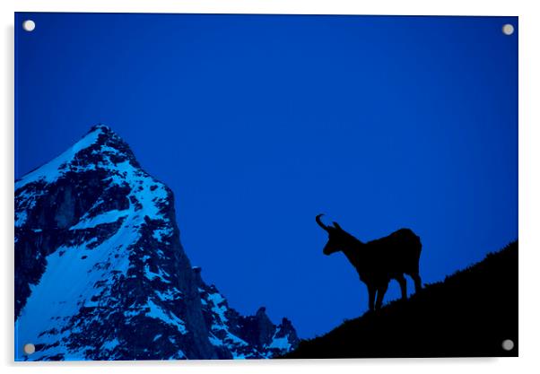 Chamois Silhouette at Dusk in the Alps Acrylic by Arterra 