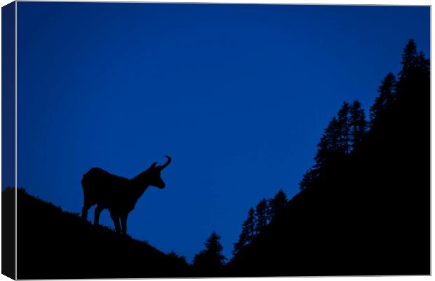 Chamois and Forest Silhouette at Dusk Canvas Print by Arterra 