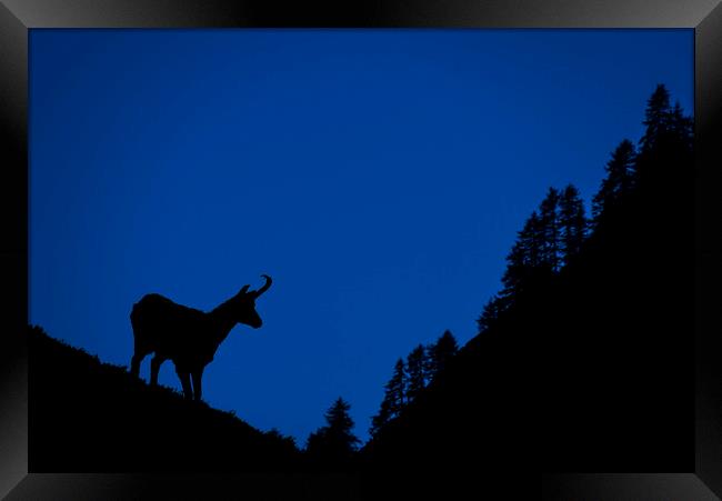 Chamois and Forest Silhouette at Dusk Framed Print by Arterra 