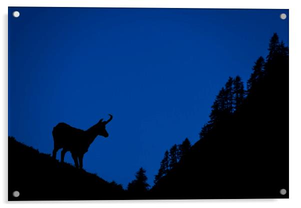 Chamois and Forest Silhouette at Dusk Acrylic by Arterra 