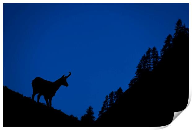 Chamois and Forest Silhouette at Dusk Print by Arterra 