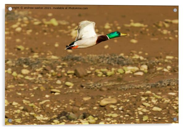 Duck Missile  Acrylic by andrew saxton