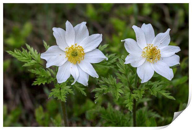 Alpine Pasqueflowers Print by Arterra 