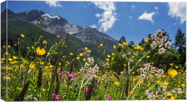 Flowers in Alpine Meadow Canvas Print by Arterra 