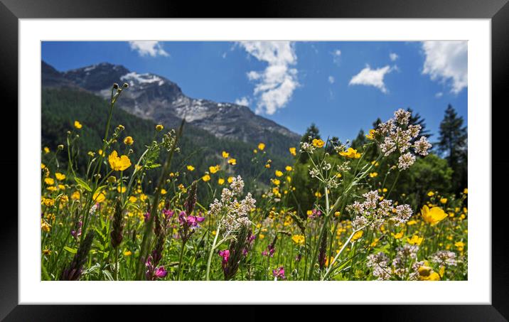 Flowers in Alpine Meadow Framed Mounted Print by Arterra 