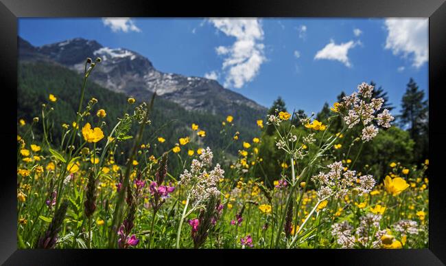 Flowers in Alpine Meadow Framed Print by Arterra 