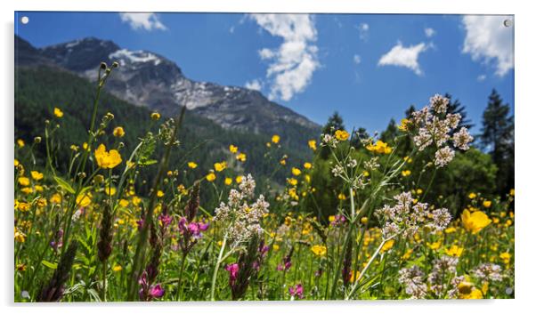 Flowers in Alpine Meadow Acrylic by Arterra 