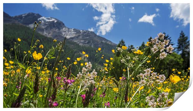 Flowers in Alpine Meadow Print by Arterra 