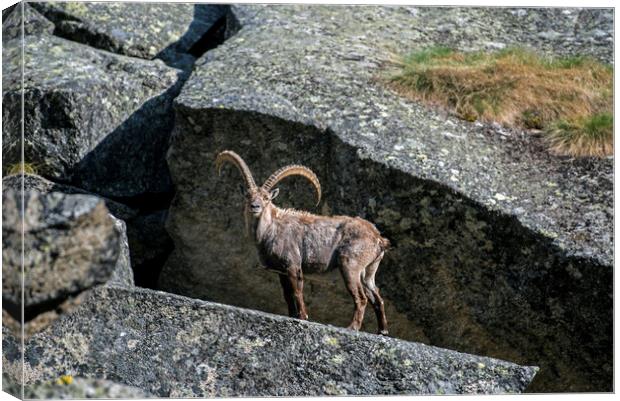 Alpine Ibex in Rock Face Canvas Print by Arterra 