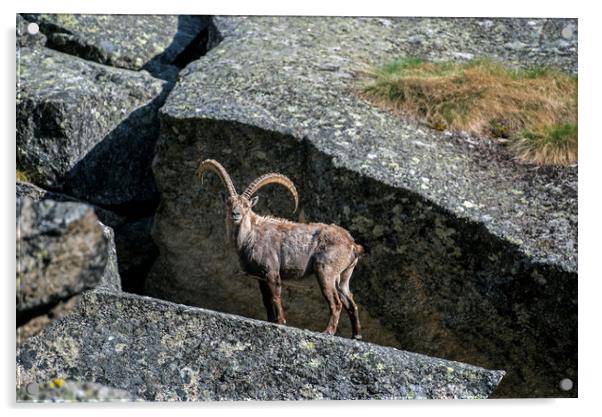 Alpine Ibex in Rock Face Acrylic by Arterra 