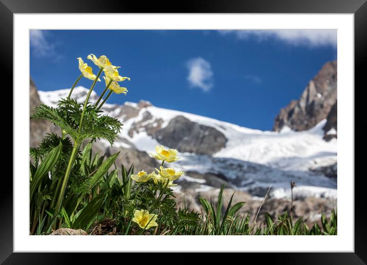 Yellow Alpine Pasqueflowers in the Alps Framed Mounted Print by Arterra 