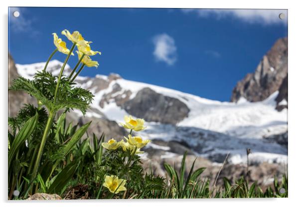 Yellow Alpine Pasqueflowers in the Alps Acrylic by Arterra 