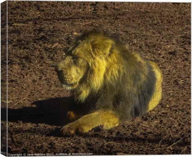 Resting Lion Canvas Print by Jane Metters