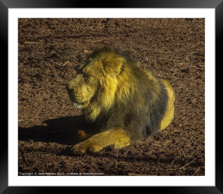 Resting Lion Framed Mounted Print by Jane Metters