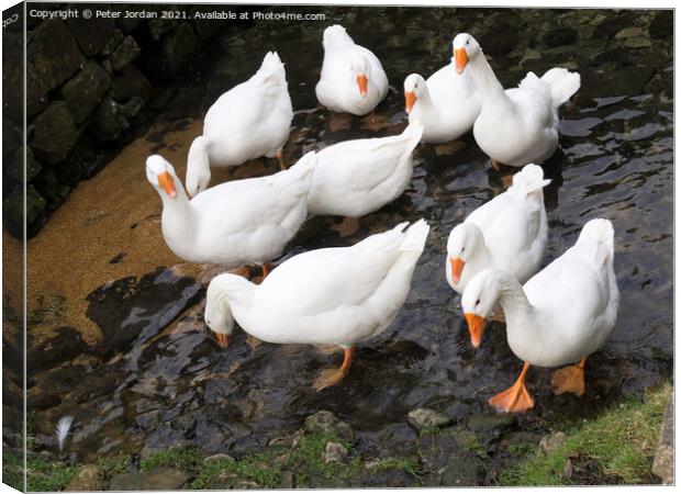 A small flock of domestic farmyard white geese standing in a shallow stream Canvas Print by Peter Jordan